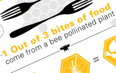 The Honey Bee Infographic