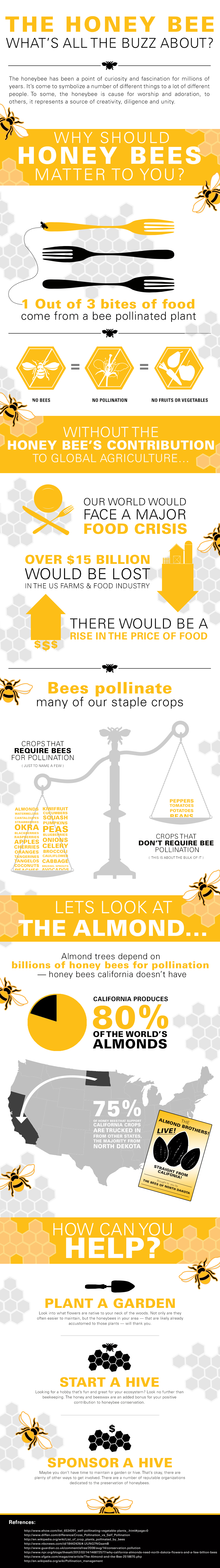 The Honey Bee Infographic | Kristen Castells